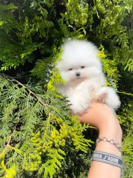 fantastici cuccioli di razza pura pomerania | Foto 1