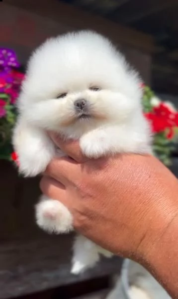 fantastici cuccioli di razza pura pomerania