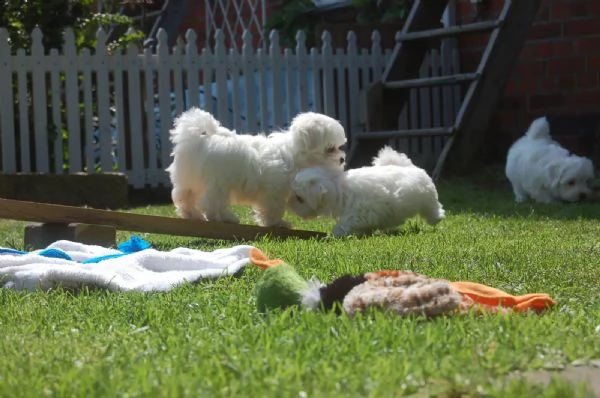 cuccioli di maltese di taglia piccola