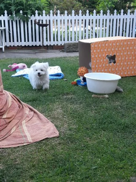 cuccioli di maltese di taglia piccola | Foto 0