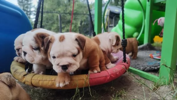 cuccioli di bulldog inglese | Foto 0