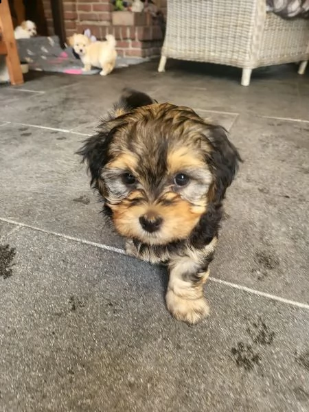 simpatici cuccioli havanese con pedigree | Foto 2