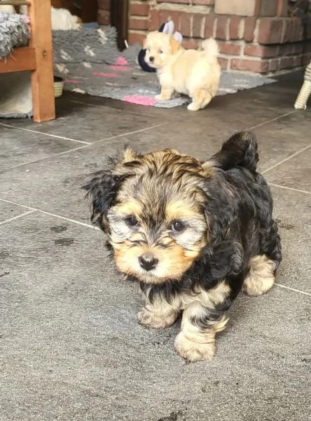 simpatici cuccioli havanese con pedigree | Foto 0