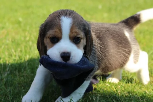 Disponibile cucciola di Beagle | Foto 3