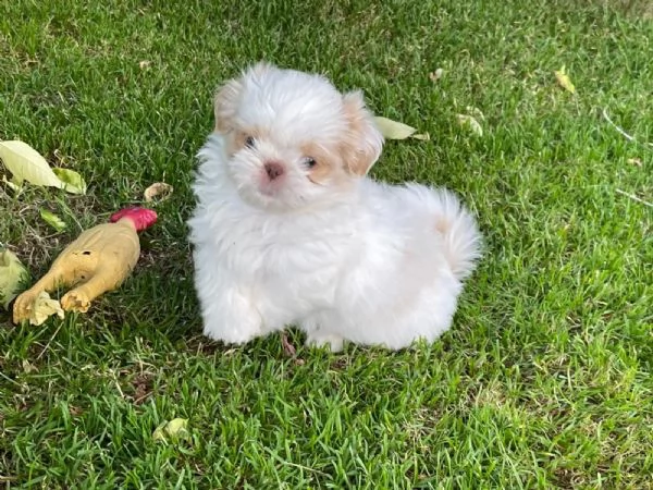 Bellissimi cuccioli di Shitzu di taglia piccola | Foto 2