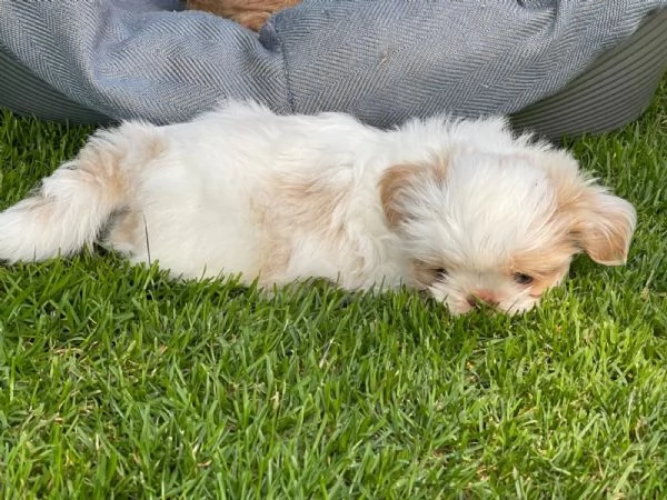 Bellissimi cuccioli di Shitzu di taglia piccola | Foto 1