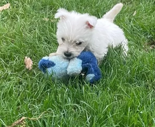 cuccioli di west highland terrier | Foto 1