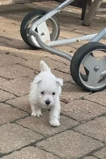 cuccioli di west highland terrier