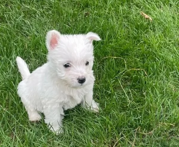 cuccioli di west highland terrier | Foto 0