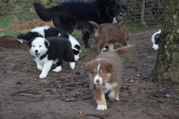 cuccioli pura razza border collie 2 mesi e mezzo