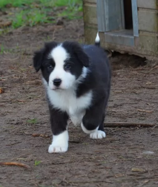 cuccioli pura razza border collie 2 mesi e mezzo | Foto 3