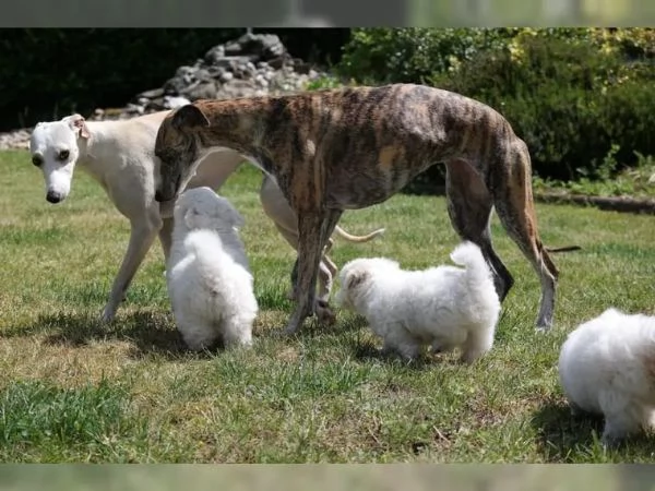 Cuccioli di Bichon Frise di 90 giorni | Foto 2
