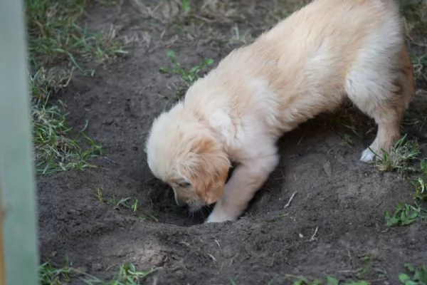 CUCCIOLI DI GOLDEN RETRIEVER CON PEDIGREE | Foto 2