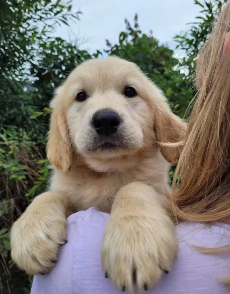 CUCCIOLI DI GOLDEN RETRIEVER CON PEDIGREE | Foto 1