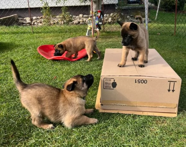 CUCCIOLI DI PASTORE BELGA MALINOIS