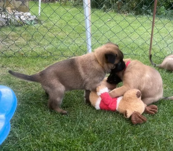 CUCCIOLI DI PASTORE BELGA MALINOIS | Foto 1