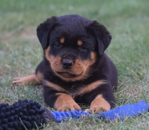 Cucciolata meravigliosa di 8 rottweiler  maschi e  femmine | Foto 2