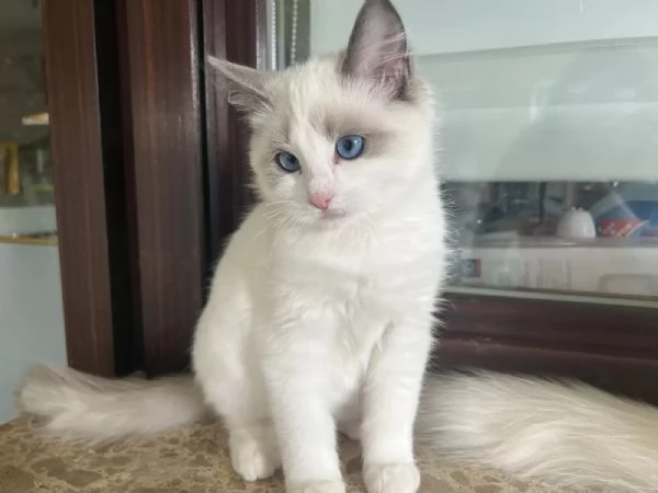 Adorabilimagici gattini Ragdoll con pedigree in cerca di nuova casa