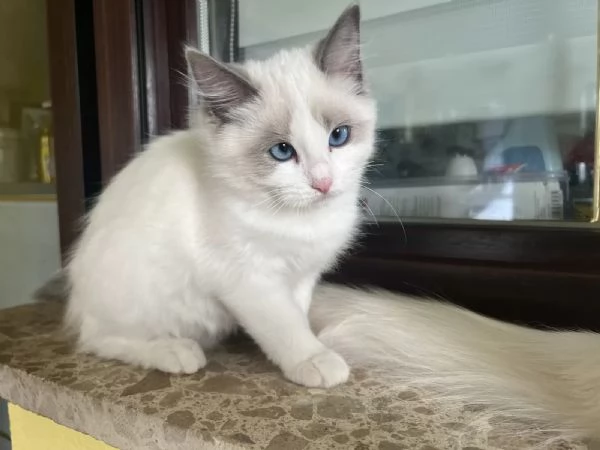 Adorabilimagici gattini Ragdoll con pedigree in cerca di nuova casa | Foto 2