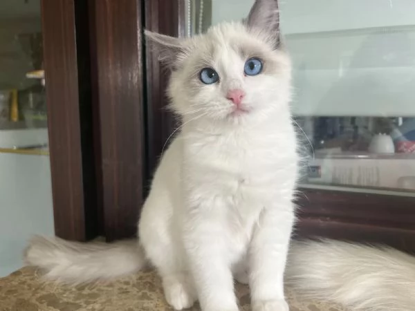Adorabilimagici gattini Ragdoll con pedigree in cerca di nuova casa | Foto 1
