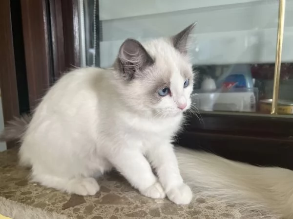 Adorabilimagici gattini Ragdoll con pedigree in cerca di nuova casa | Foto 0