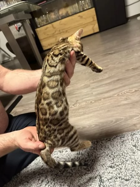 Gatti di razza gattino Bengala con pedigree | Foto 4