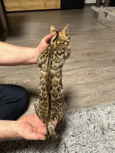Gatti di razza gattino Bengala con pedigree | Foto 2