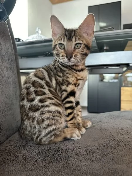 Gatti di razza gattino Bengala con pedigree | Foto 1