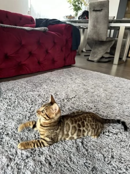 Gatti di razza gattino Bengala con pedigree | Foto 0