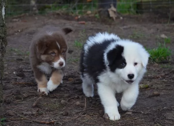 Tre maschi bellissimi Border collie | Foto 3