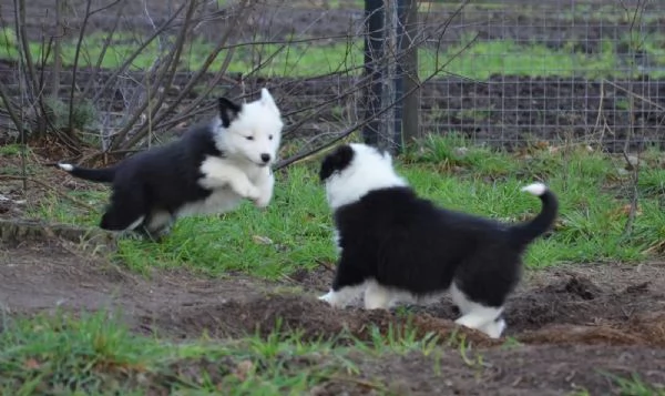 Tre maschi bellissimi Border collie | Foto 1