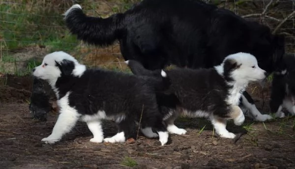 Tre maschi bellissimi Border collie
