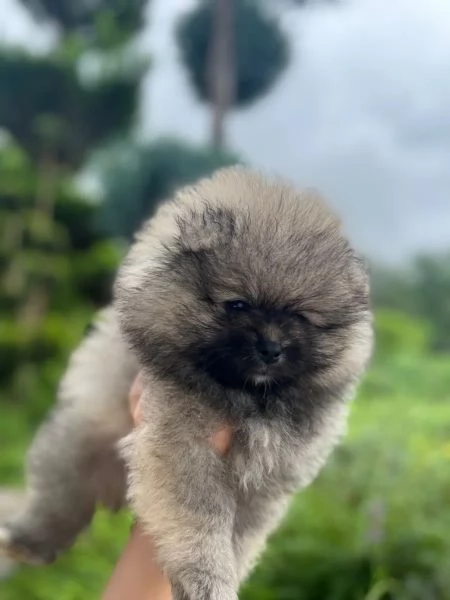 Disponibili cuccioli di Pomerania maschio e femmi | Foto 4