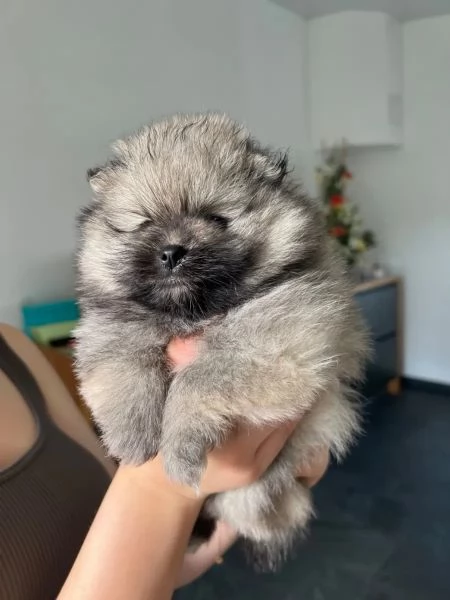 Disponibili cuccioli di Pomerania maschio e femmi | Foto 3