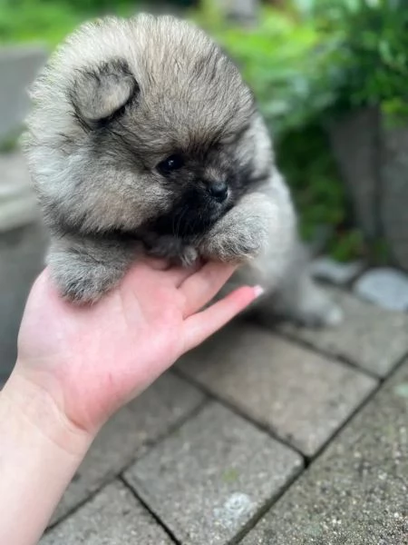 Disponibili cuccioli di Pomerania maschio e femmi | Foto 1