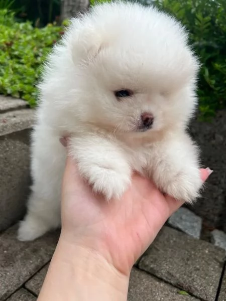 Disponibili cuccioli di Pomerania maschio e femmi | Foto 0