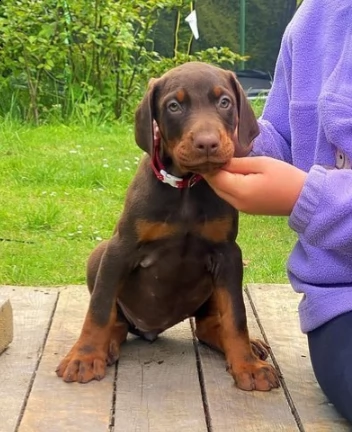 Cartello Attenzione Al Cane - Doberman Cioccolato, Targa In Alluminio Dibond 15x10 Cm, Per Esterno, Fatto In Francia