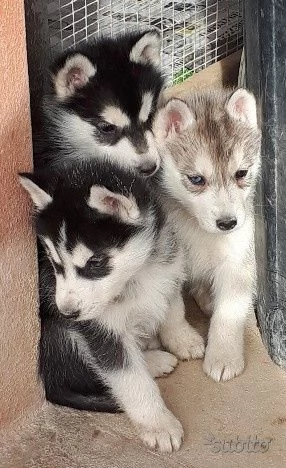 cuccioli di siberian husky  | Foto 0
