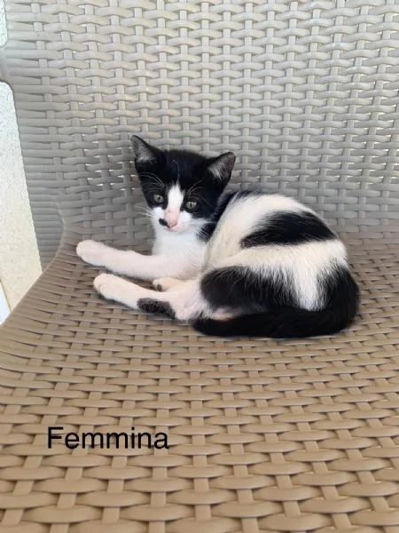 Regalo gattini