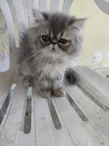 gatto persiano abituato alla lettiera e cibo cerca una casa 