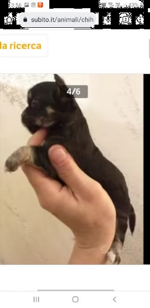 chihuahua cuccioli maschi e femmine mini toy