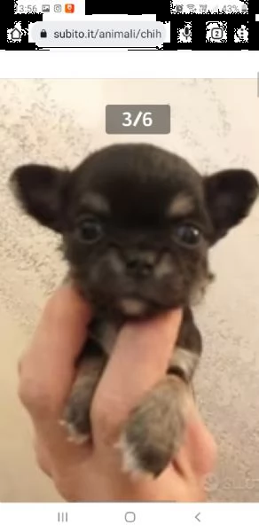 chihuahua cuccioli maschi e femmine mini toy | Foto 6