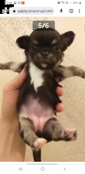 chihuahua cuccioli maschi e femmine mini toy | Foto 5