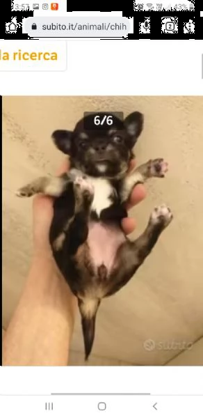 chihuahua cuccioli maschi e femmine mini toy | Foto 4