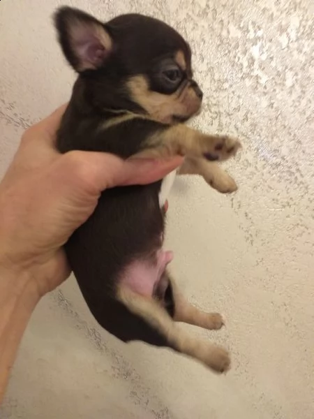 chihuahua cuccioli maschi e femmine mini toy | Foto 3