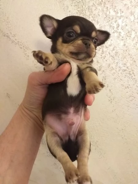chihuahua cuccioli maschi e femmine mini toy | Foto 2