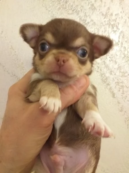 chihuahua cuccioli maschi e femmine mini toy | Foto 1