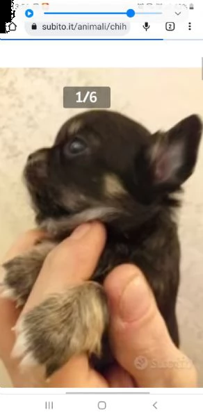 chihuahua cuccioli maschi e femmine mini toy | Foto 0