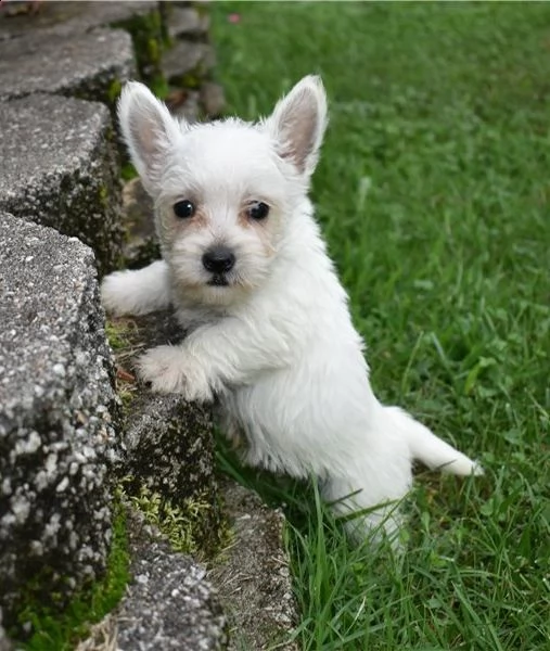 West Highland White Terrier, Westie - Spilla Per Esposizione Canina - Foto 5