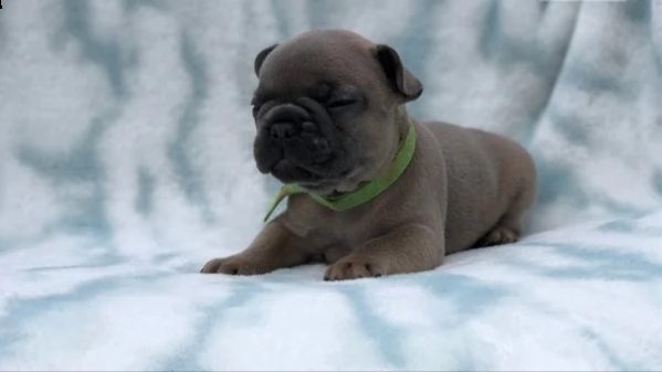 cuccioli di bulldog francesi super adorabili | Foto 1